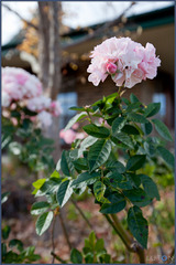 Rose (2011-05-11)