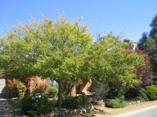 Frontyard (2007-04-03)