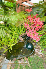 Water Feature (2) (2014-10-29)