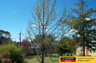 Backyard (2005-09-30)