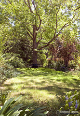 Garden (2009-01-29)