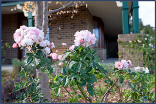 Garden (2011-05-11)