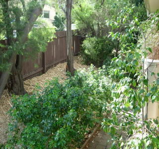 Backyard (2006-03-21)
