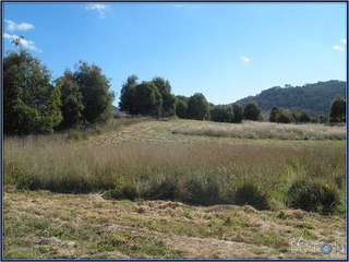 Shelter Belts Well Established (2013-06-28)