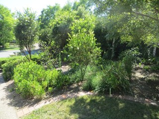 Front Garden (2018-04-23)