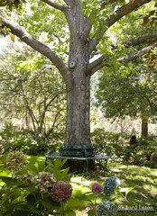 Garden (2009-01-29)