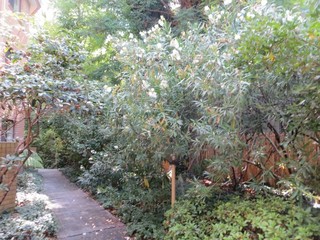 Mature gardens (2017-02-06)