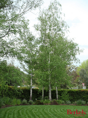 Front garden (2009-10-15)