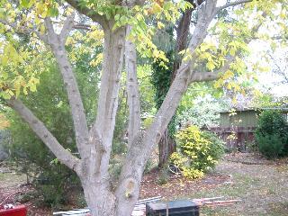 Backyard (2004-01-19)