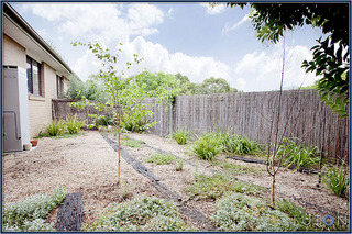 Back garden (2011-01-13)