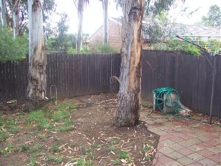 Backyard (2008-01-03)