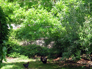 Backyard (2004-12-15)
