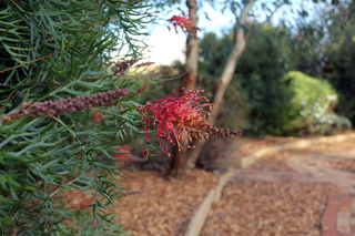Garden (2014-07-19)