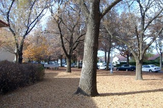 View of street (2007-04-30)