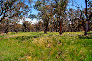 Native Forest (2010-10-27)