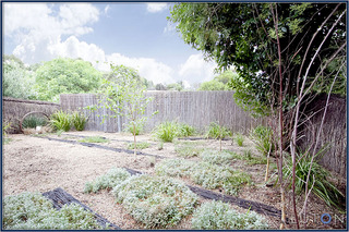 Back garden (2011-01-13)