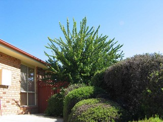 Frontyard (2008-03-14)