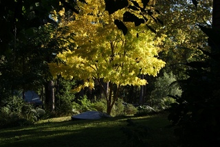 Garden (2011-05-07)