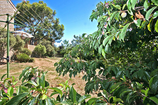 Rear Garden (2010-01-21)