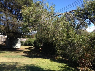 Backyard (2015-04-15)