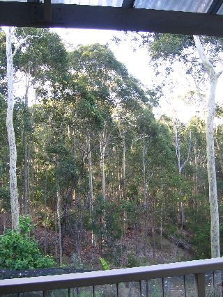 Forest view (2007-01-25)