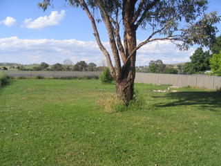 Backyard (2005-11-18)