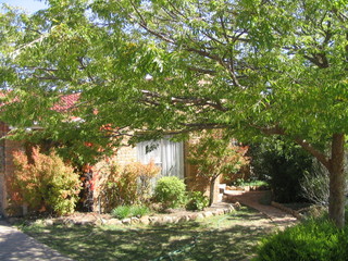 Frontyard (2007-04-03)