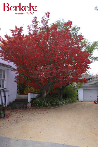 Garden (2007-04-27)
