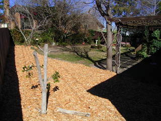 Backyard (2006-08-17)