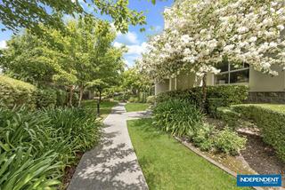 Hakea (2016-11-10)
