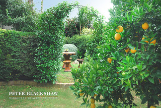 Back Garden (2015-03-30)