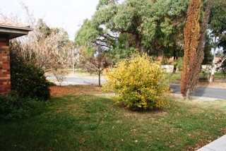 Front Garden (2012-05-17)