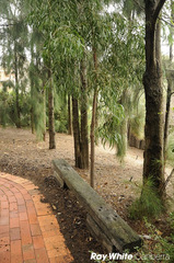 Native Trees (2011-03-17)