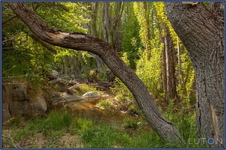 Permanent Spring Fed Creek (2012-11-01)