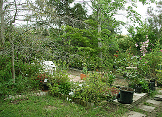 Backyard (2009-10-29)
