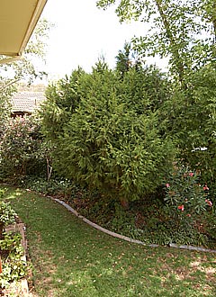 Rear garden (2004-03-11)