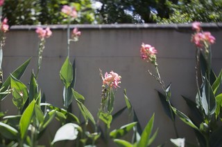 (2017-02-08)