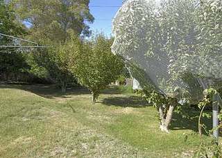 Backyard (2007-02-01)