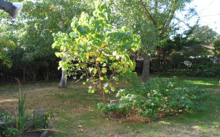 Garden (2004-04-06)