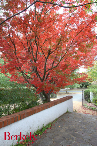 Garden (2007-04-27)