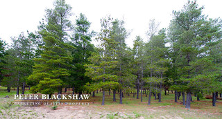 Isaac's Pine Forrest (2014-10-29)