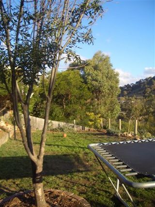 Rear yard (2007-03-16)