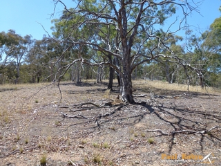 Paddock (2013-02-08)