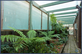 Fernery (2012-05-29)