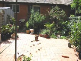 Backyard (2003-11-20)