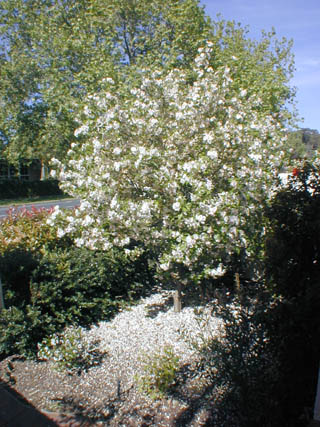 Garden (2002-01-29)