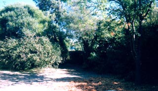 Rear yard (2002-11-21)