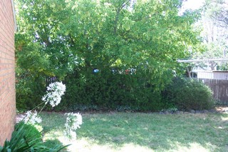 Backyard (2007-10-11)