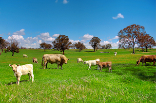 Paddock 3 (2010-10-27)