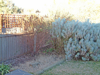 Backyard (2006-08-16)